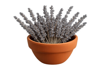 Dried lavender bouquet in terracotta pot on transparent background