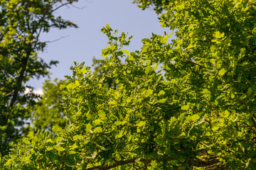Fototapeta premium Vibrant Lush Green Foliage Set Against a Clear, Beautiful Blue Sky Brightening the Scene
