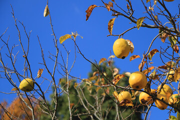 色づき熟したカリンの実