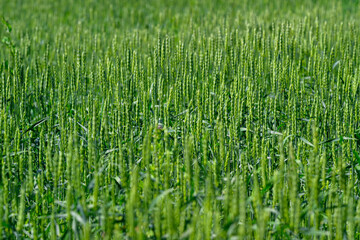 A Beautiful Lush Green Wheat Field is Fully Prepared and Ready for Its Upcoming Harvest