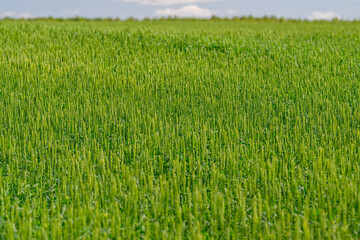 Obraz premium A Vibrant Green Wheat Field Expanding Beautifully Across the Landscape Beneath a Clear Sky