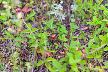 Discover the beauty of Wild Berries thriving in lush greenery, a true feast for the senses