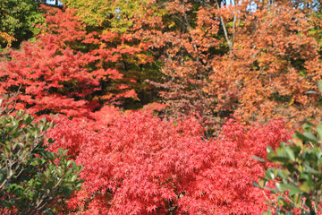 真っ赤な紅葉のグラデーション