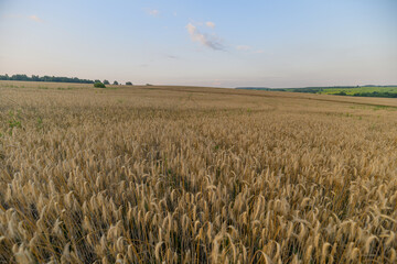 A Beautiful Golden Wheat Field Sprawling Under a Clear and Serene Blue Sky Above