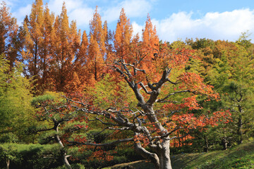 紅葉のグラデーション