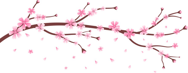 Spring cherry blossom branch with falling petals