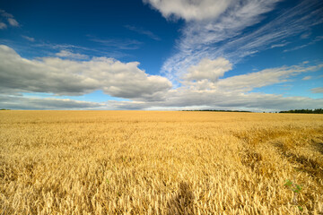 Obraz premium A scenic view of a golden wheat field stretching out under a brilliantly bright blue sky