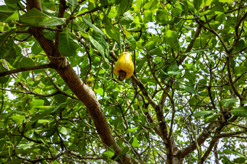 Cashew apple Seeds, a source of protein and healthy fats, ripe fruit in bunches hanging on a tree with green leaves. Ba Ria, Vung Tau, Ho Chi Minh city, Vietnam