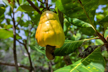 Cashew apple Seeds, a source of protein and healthy fats, ripe fruit in bunches hanging on a tree with green leaves. Ba Ria, Vung Tau, Ho Chi Minh city, Vietnam