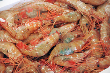 魚市場のボタンエビ｜Peony Shrimp at the Fish Market