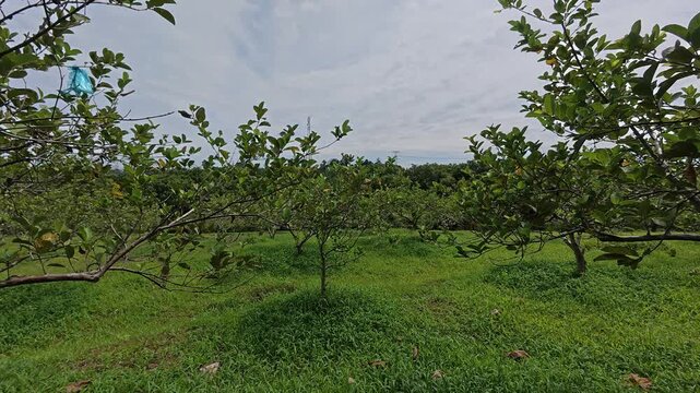 A wide and expansive guava orchard is shown with many trees planted in large numbers. The guava trees are spaced to ensure healthy, producing delicious, quality fruit for commercial sale.