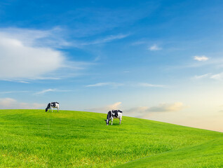 Green Pastures and Blue Skies: Cows peacefully graze on a lush, rolling green hill beneath a vibrant, cloud-speckled azure sky, a scene of tranquility and pastoral beauty.