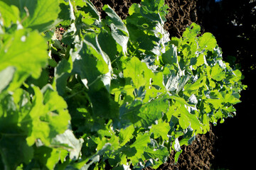 青々としている大根の葉