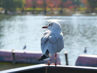 柵に立つ鴎