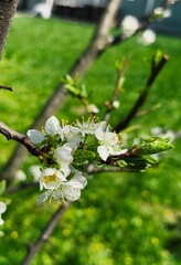 blooming apple tree