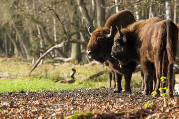 Stado żubrów w starych jesiennych lasach Pszczyny Jankowice Polska © kubikactive
