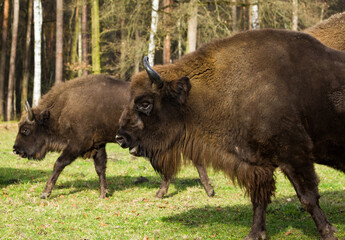 Stado żubrów w starych jesiennych lasach Pszczyny Jankowice Polska © kubikactive