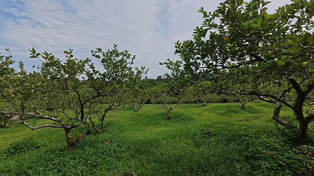 A wide and expansive guava orchard is shown with many trees planted in large numbers. The guava trees are spaced to ensure healthy, producing delicious, quality fruit for commercial sale.