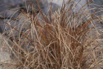 Fototapeta premium Tall, dry grasses in warm beige and rust tones sway gently, creating a soft, textured foreground against a blurred, cool-toned rocky background under natural light.