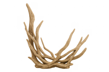 Driftwood natural sculpture with intricate roots and branches