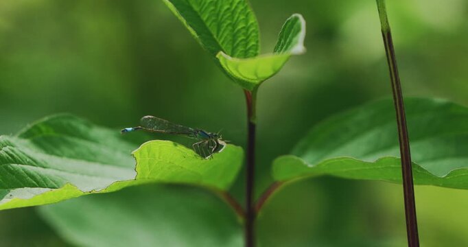 Blue Dragonfly Macro on Green Leaves - Insect Ecology