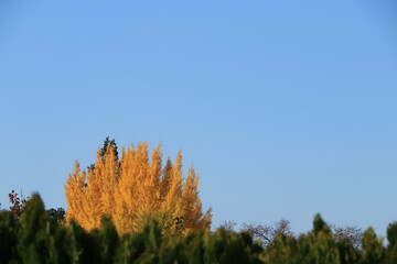 青空に映える色づいたイチョウ