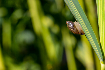 a snail's house on a plant stem. close-up. colorful macro photo. bokeh. blurred background. insect photo. space for text.