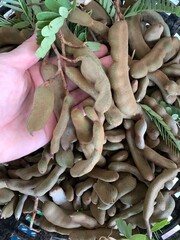 fresh tamarind in hand background