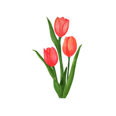 Red Tulip Bouquet Hand-Drawn Illustration on Transparent Background