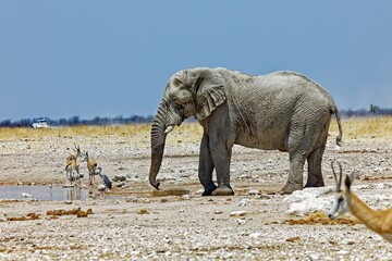 Elefant in Okaukuejo