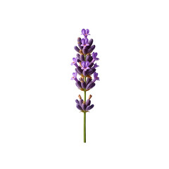 Obraz premium Purple Lavender Flower on Transparent Background for Botanical and Nature Themes