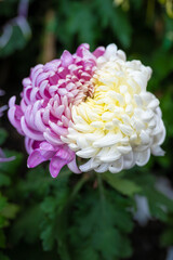 Rare bicolor vibrant chrysanthemum in bloom at a garden