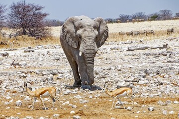 Elefant in Okaukuejo