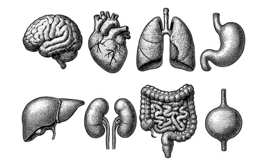 Intricate hand-drawn anatomical organs set for medical illustration projects