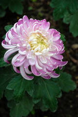 Beautiful blooming chrysanthemum during autumn