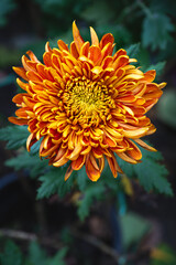 Chrysanthemum bloom revealing vibrant colors and details