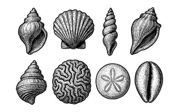 Intricate hand drawn seashell collection on white background