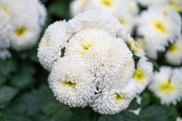 White chrysanthemums blooming in Chengdu, Sichuan garden during autumn