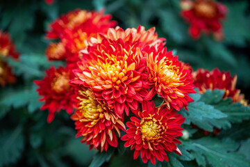 Bright red and yellow chrysanthemum in bloom during autumn