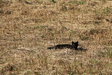 草むらの中で獲物を探す黒いネコ