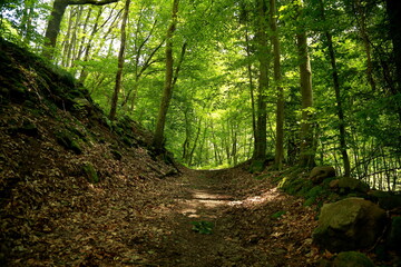 Sunny forest trail with mossy stones