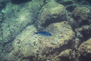 Underwater photo captures a Saddled Sea Bream (Oblada melanura) swimming gracefully above a sunlit rocky reef in the clear Mediterranean Sea.