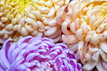 Beautiful flowering chrysanthemums during autumn