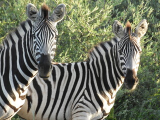 Naklejka premium Couple zèbre