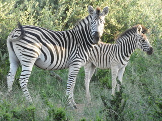 Zèbre mère et enfant