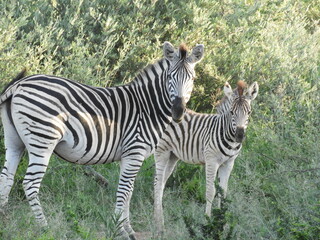 Zèbre mère et enfant