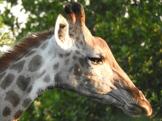 Girafe