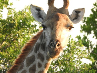 Girafe