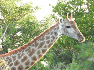 Girafe
