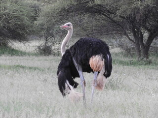 Autruche